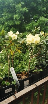 Różaneczniki, Rododendron w pojemniku 1,5 l 