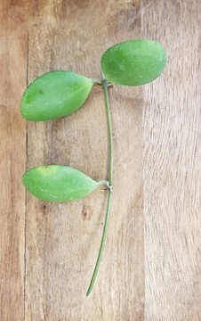 Hoya incurvula 'Sulawesi' - cięta sadzonka 