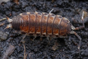 philosciidae sp. north thailand