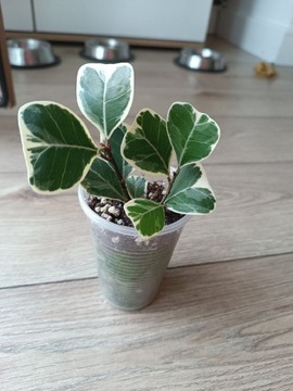 Fikus/ ficus triangularis sweetheart 