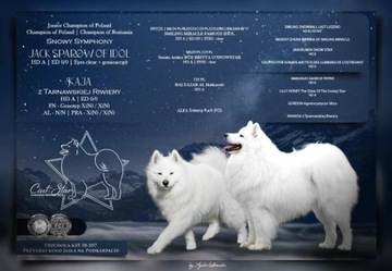 Samoyed - szczeniaki ZKwP FCI