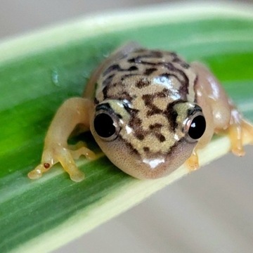 Heterixalus alboguttatus - mała żabka nadrzewna