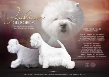 West Highland white terrier Rasa psa