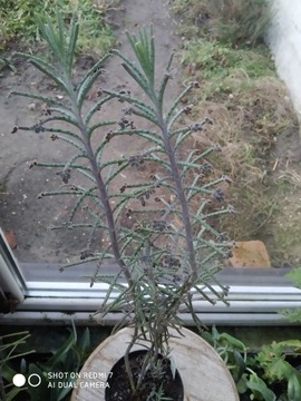 Żyworódka wąskolistna tulbiflora  nr 1 wys 50 cm