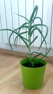 Aloes drzewiasty leczniczy - Aloes sadzonka