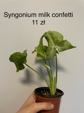 Syngonium milk confetti