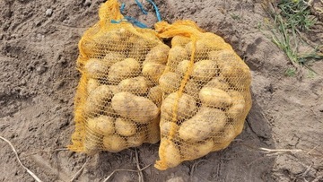 Ziemniaki Ranomi młode prosto z pola 25kg