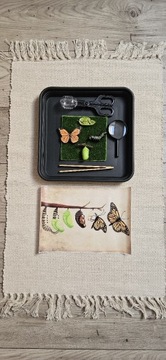 Taca Montessori full zestaw cykl życia Motyla