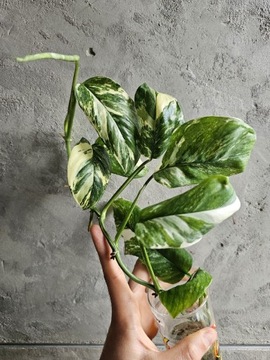 Monstera Lechleriana Variegata