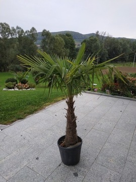 Trachycarpus Fortunei 