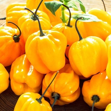 Papryka Yellow Habanero nasiona kolekcjonerskie