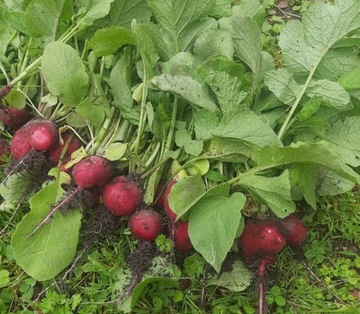 Rzodkiewka od rolnika z własnej uprawy ekologicznej BEZ NAWOZU ladna  