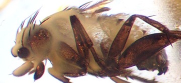 Mucha trumienna Phoridae bursztyn inkluzja makabra
