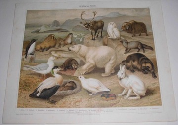 Zwierzęta  oryginalna XIX w. chromolitografia