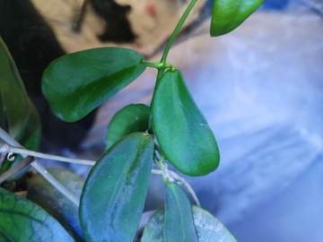 Hoya Cagayanensis - Pimentaliana sadzonka 1w2l