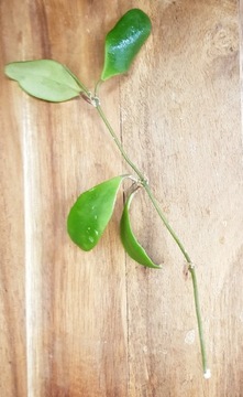 Hoya isabelchanae - cięta sadzonka 