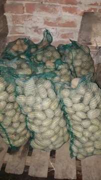 Ziemniaki IGNACY, TAJFUN, GUSTAW 15KG