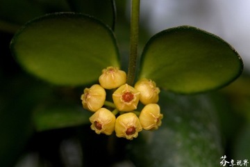 Hoya heuschkeliana yellow Hoja