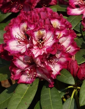 RÓŻANECZNIK 'Painted Purple' | Rhododendron