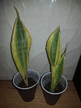 Sansevieria Aubrytiana Yellowstone sansewieria