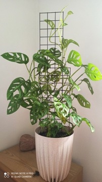 Monstera adansoni sprzedam