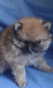 Szpic miniaturowy Pomeranian