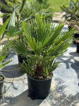 Palma wachlarzowa KARŁATKA Chamaerops Humilis