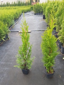 Thuja,tuja szmaragd 50-70cm 6zł