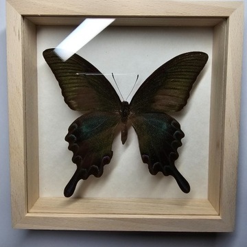 Motyl w gablotce Papilio Bianor