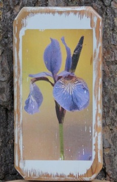 Obraz- kwiat irys, rękodzieło, handmade