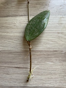 Hoya wibergiae hoya