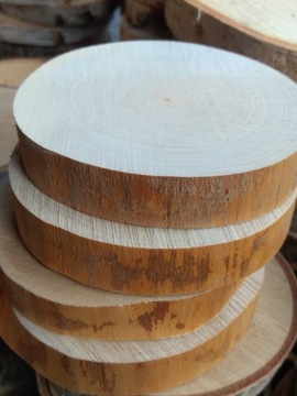Plastry drewna winietki krążki  12-13 cm szlif