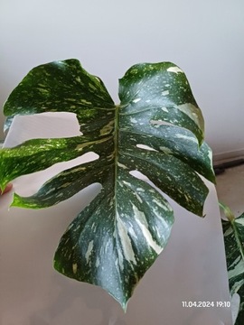 Monstera thai constellation pędówka 