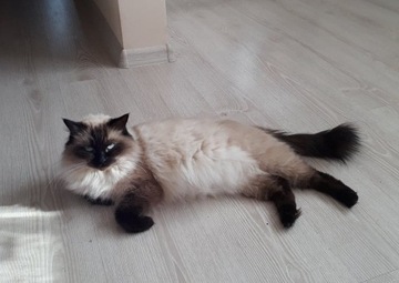 Ragdoll  kocurki