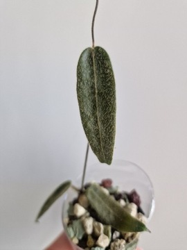 Hoya hypolasia, ukorzeniona 