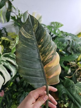 Philodendron Caramel Marble 