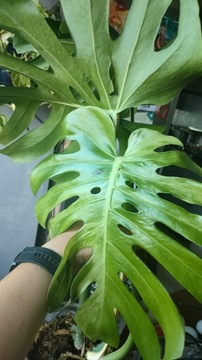 Monstera Deliciosa Sport 