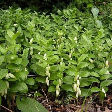 Kokoryczka niska / Polygonatum humile