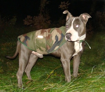 Ubranko dla psa rozmiar L amstaff, sharpei, wyżeł