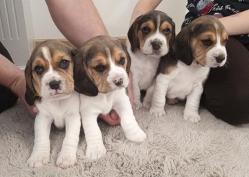 Psy Beagle tricolor 