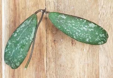 Hoya cv vl9 sp512 - cięta sadzonka 
