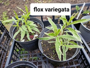 Flox variegata - o kolorowych liściach
