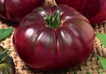 Pomidor Black Prince sadz.20..30cm TANIA DOSTAWA