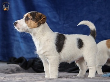 Jack Russell Terrier ZKwP FCI piesek włos złamany