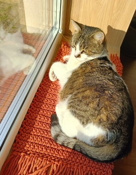 Parapetnik ,dywanik dla kota na parapet