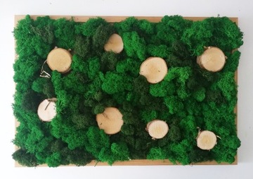 Obraz z mchu.Drewno chrobotek reniferowy 40x60 cm 