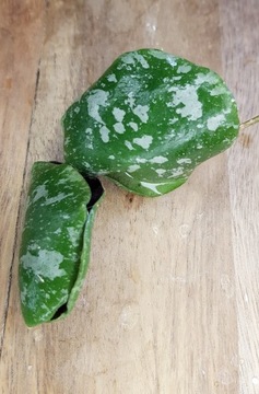 Hoya imbricata - cięta sadzonka