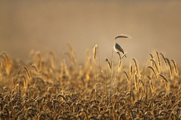 Potrzos w pszenicy, natura, ptak - plakat 45x30 cm