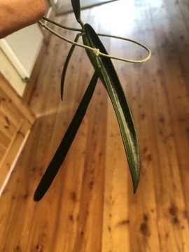 Hoya Longifolia/ Sheperdii