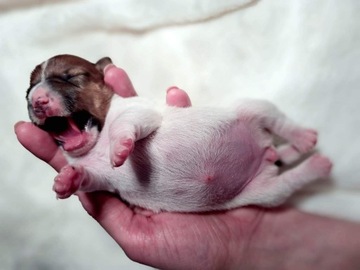  Jack Russell Terrier FCI/ZKwP zapowiedź miotu.